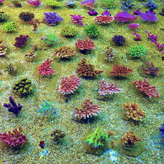 Stimulating Acropora Polyp Extension