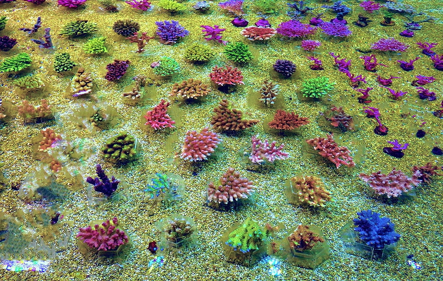 Stimulating Acropora Polyp Extension