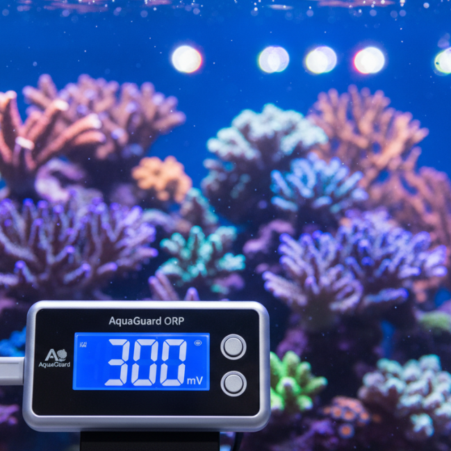 Oxidation-Reduction Potential (ORP): A Complete Guide