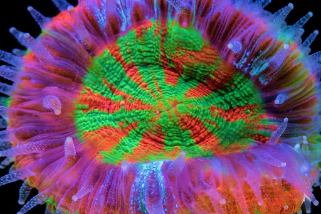 Donut Corals - Reef Exclusive MA LLC