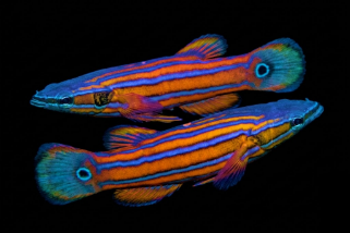 Shop Fish - Reef Exclusive MA LLC