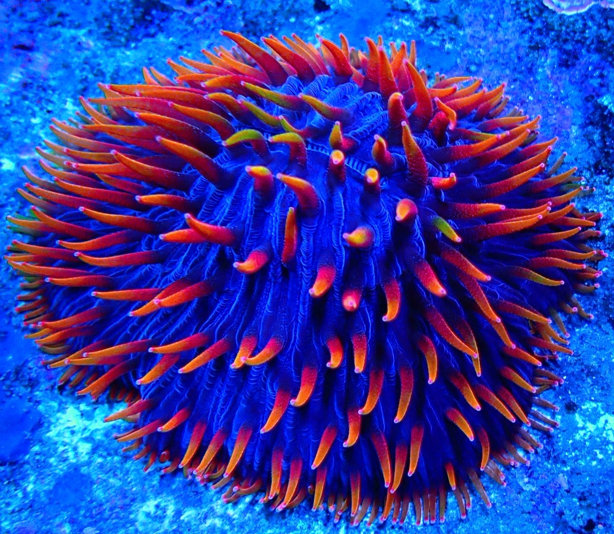 Plate Coral