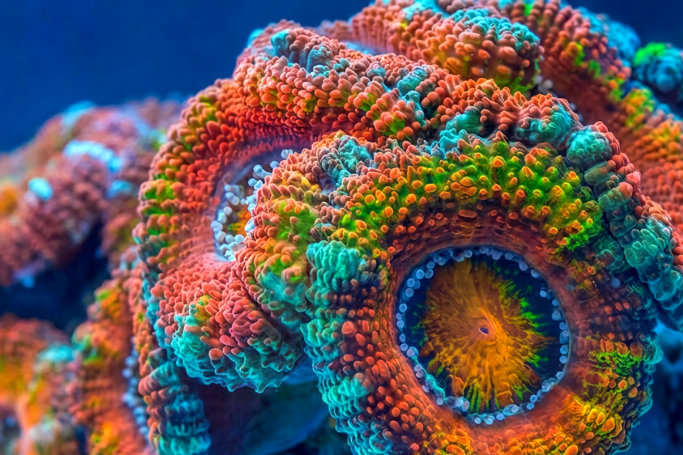 Acans Corals - Reef Exclusive MA LLC
