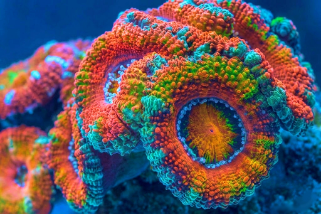 Acans Corals - Reef Exclusive MA LLC