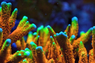 Other SPS - Reef Exclusive MA LLC