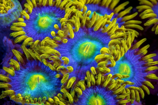 Zoas - Reef Exclusive MA LLC