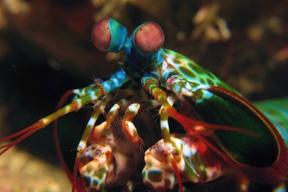 Inverts - Reef Exclusive MA LLC
