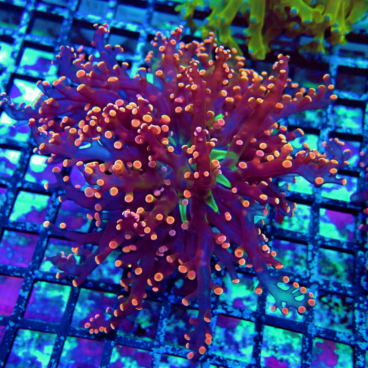 Frogspawn Euphyllia