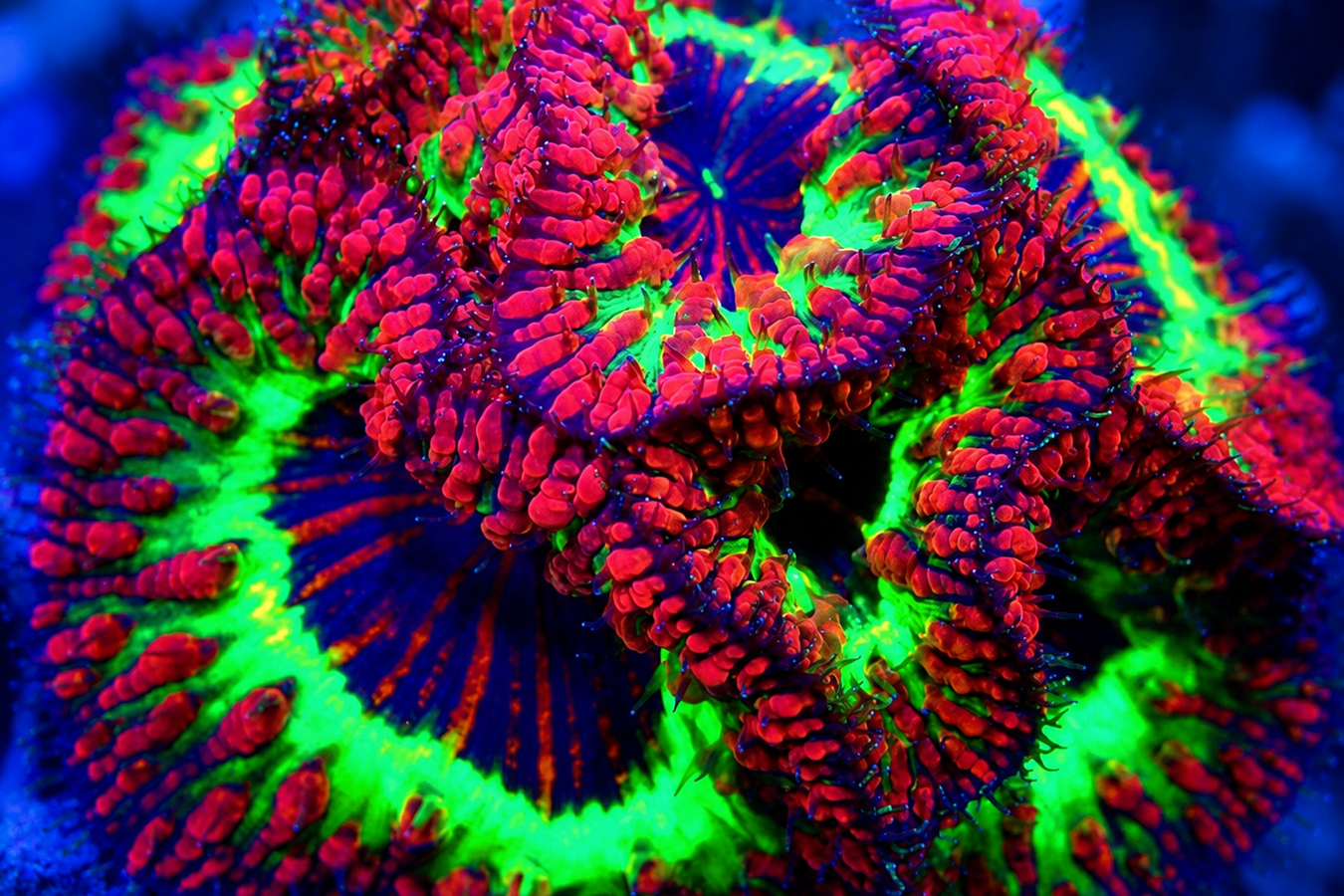Blasto - Reef Exclusive MA LLC