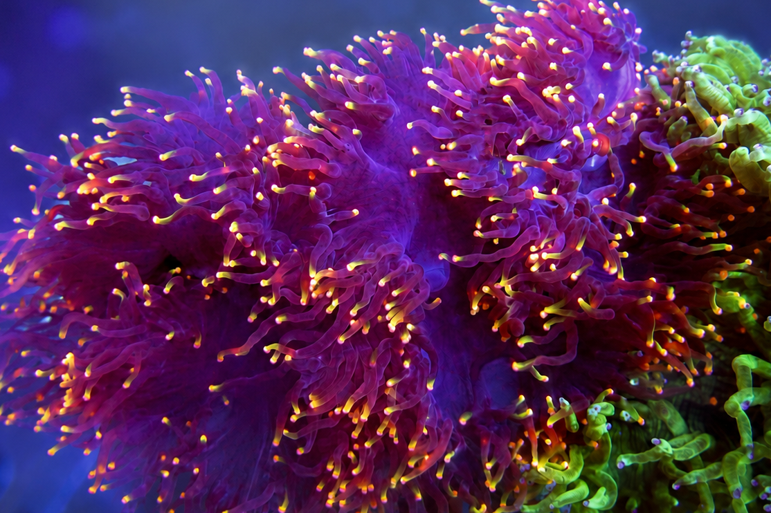 All WYSIWYG Corals - Reef Exclusive MA LLC