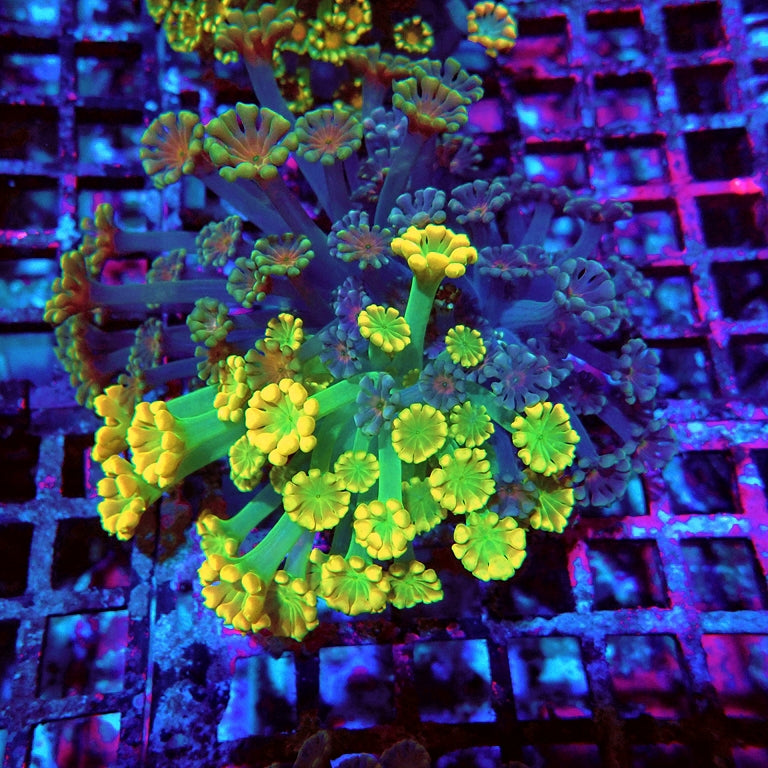 Alveopora