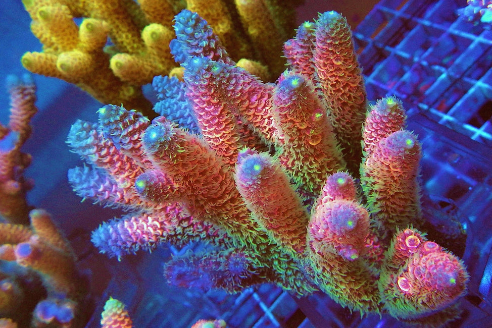 Acros Corals - Reef Exclusive MA LLC