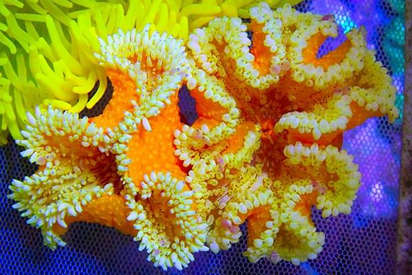 Anemones - Large selection of WYSIWYG marine aquarium coral fragments ...