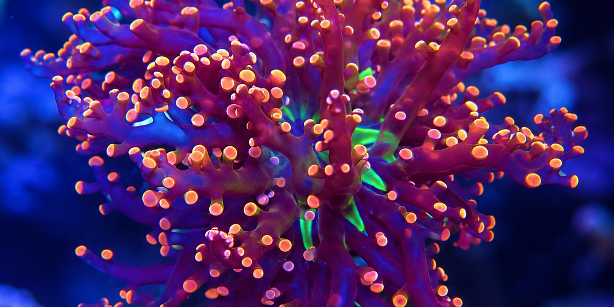 Euphyllia Frogspawn — Reef Exclusive MA LLC