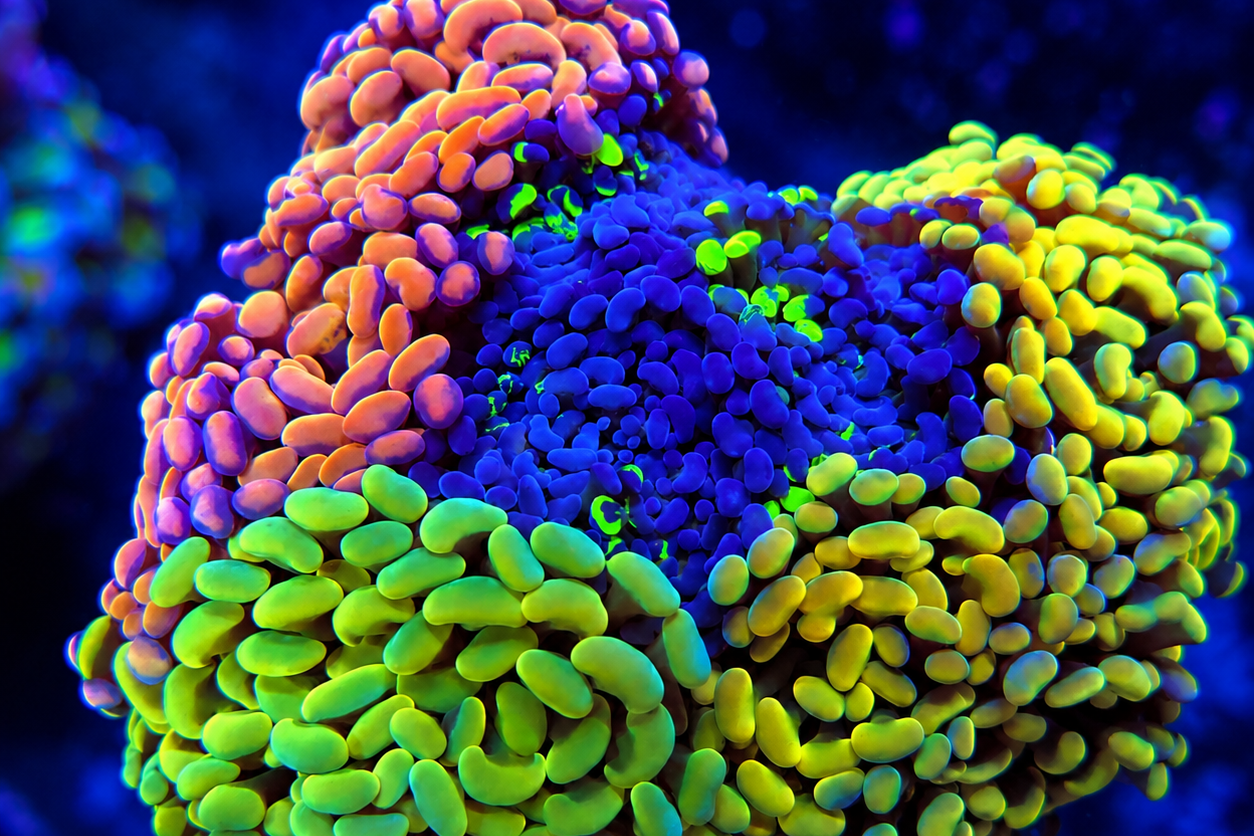 Hammer Euphyllia