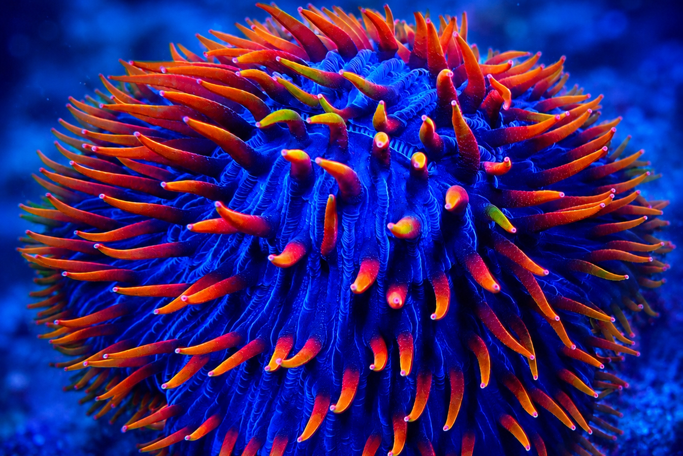 Plate Coral