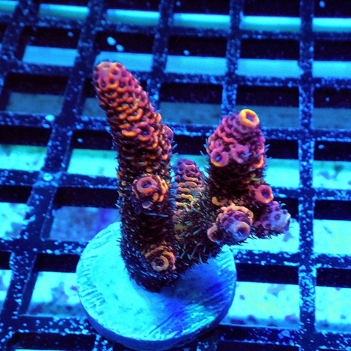 Millepora Rainbow Premium
