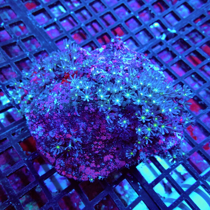 Star Polyp Coral Colony