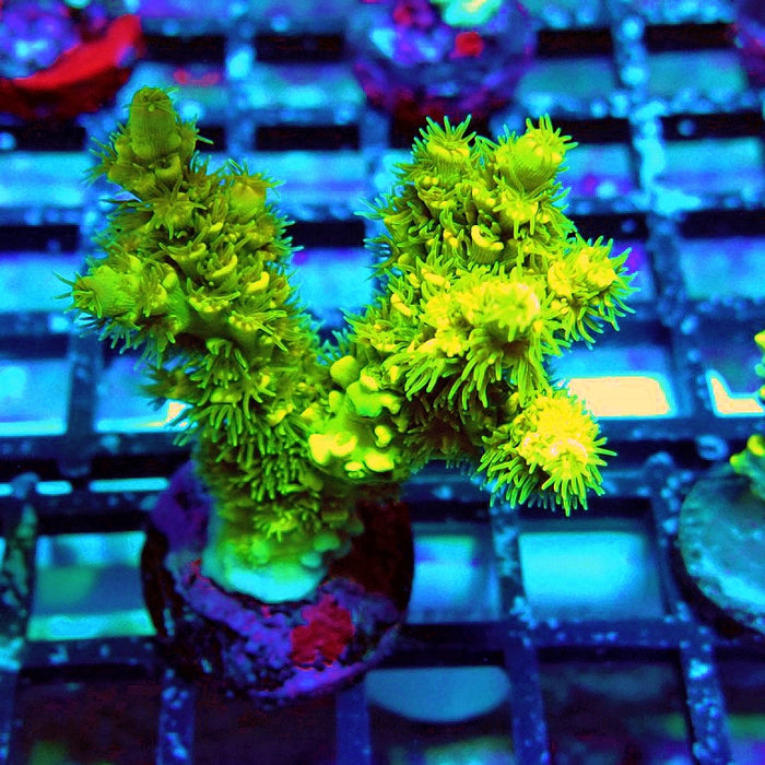 Tenuis Ultra Green Acro