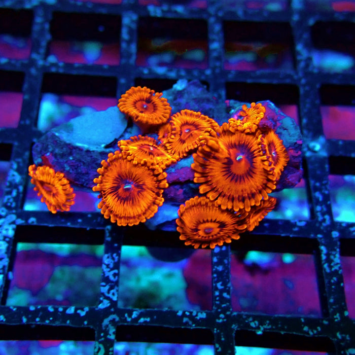 Ultra Zoas Frag