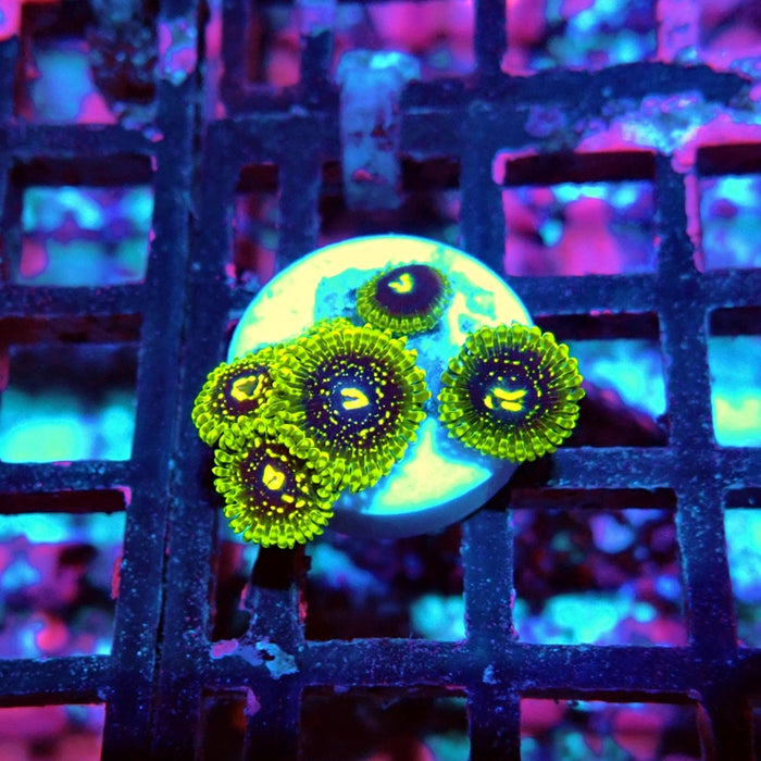 Exosphere Zoas