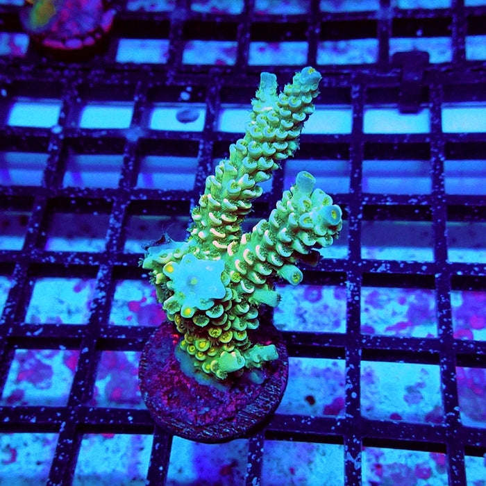 Tenuis Green Pink Scale