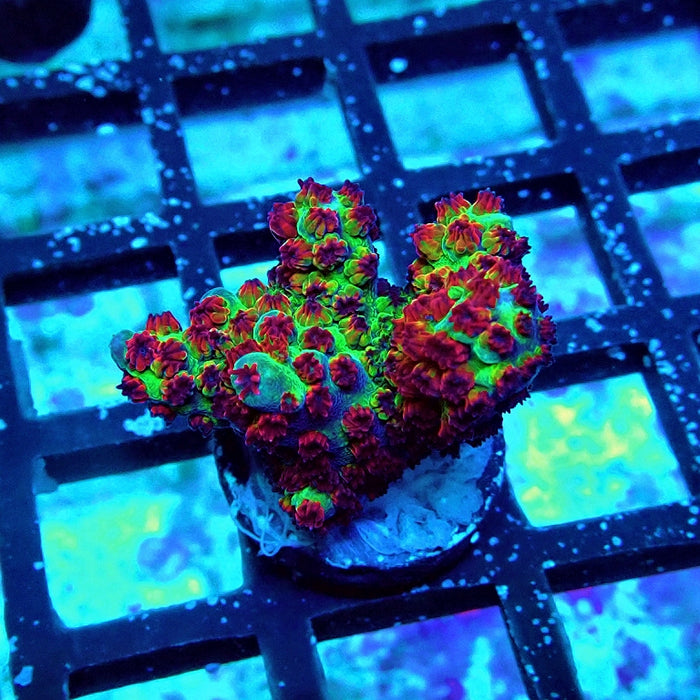 REx Red Dawn Acro