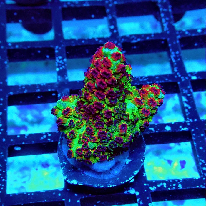 REx Red Dawn Acro