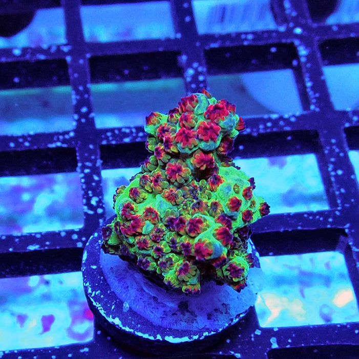 REx Red Dawn Acro