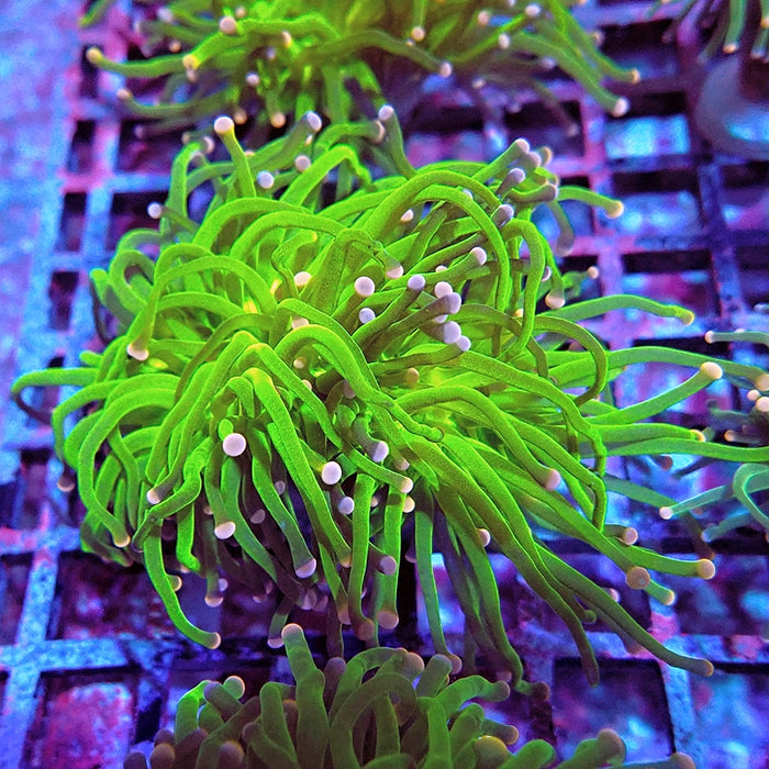 Euphyllia Cotton Candy Torch Premium