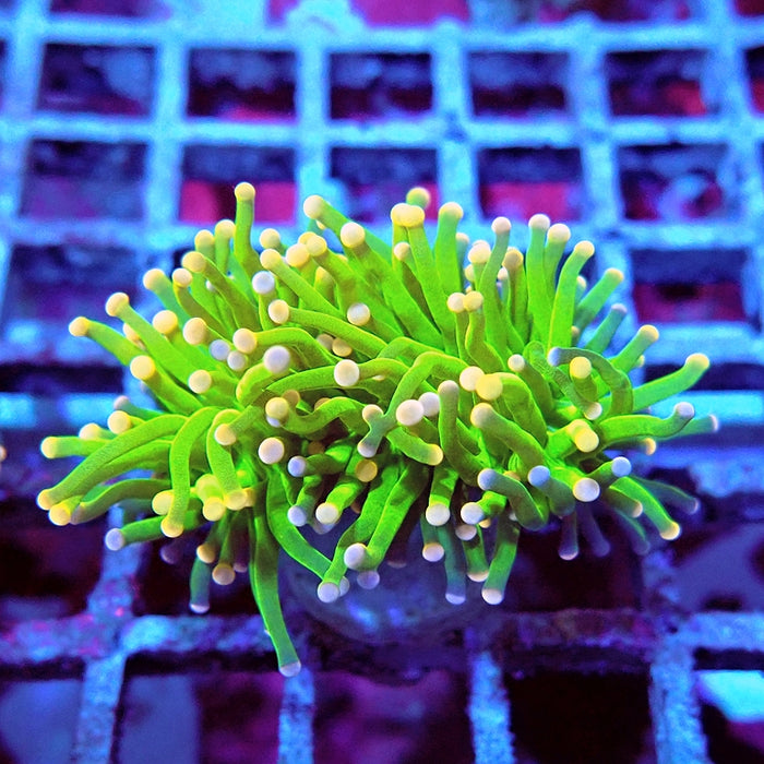 Euphyllia Cotton Candy Torch Premium