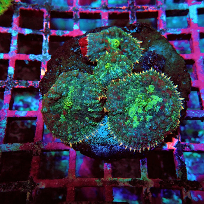 Bubble Rhodactis Colony