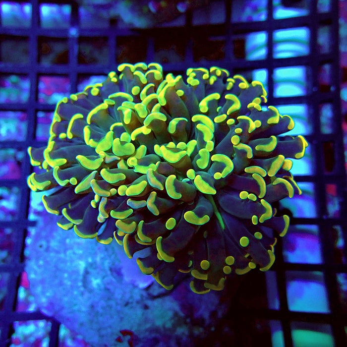 Euphyllia Wall Hammer