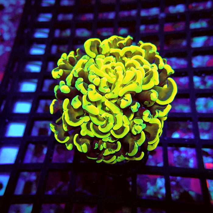 Euphyllia Wall Hammer