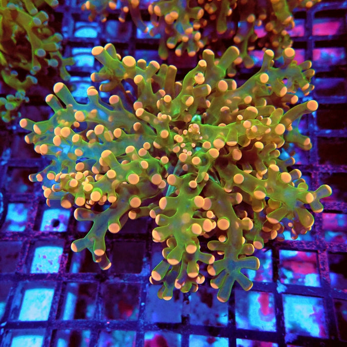 Euphyllia Green Orange Frogspawn Branch Premium