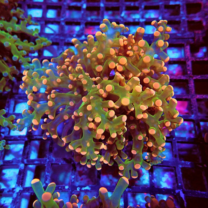 Euphyllia Green Orange Frogspawn Branch Premium