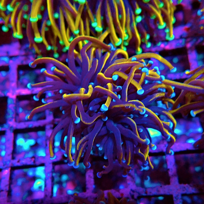 Euphyllia Black Tiger Torch