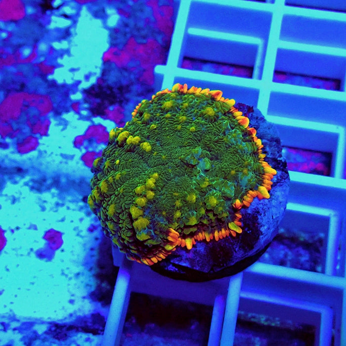 Premium Beauty Rhodactis