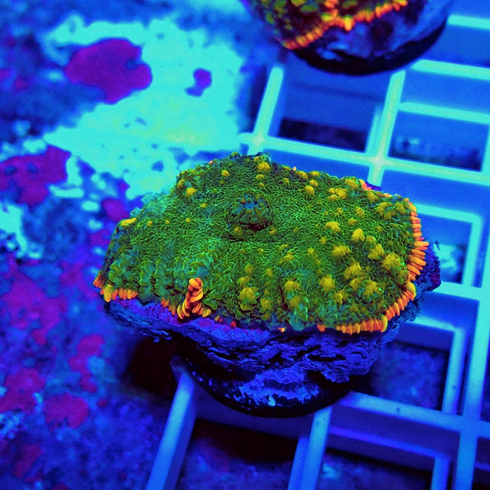 Premium Beauty Rhodactis