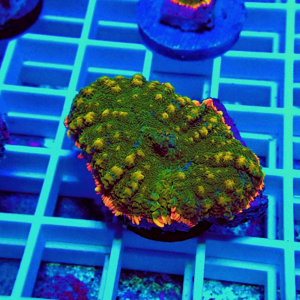 Premium Beauty Rhodactis