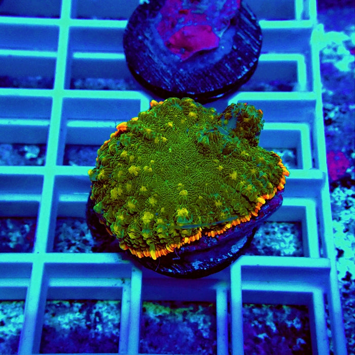 Premium Beauty Rhodactis