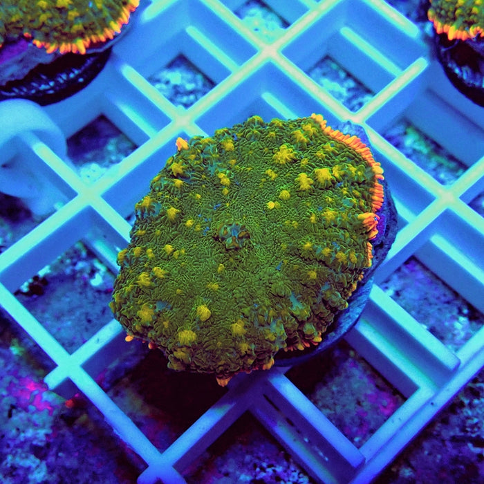 Premium Beauty Rhodactis