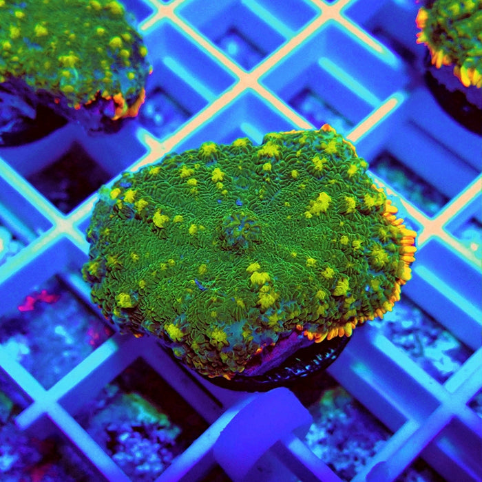 Premium Beauty Rhodactis