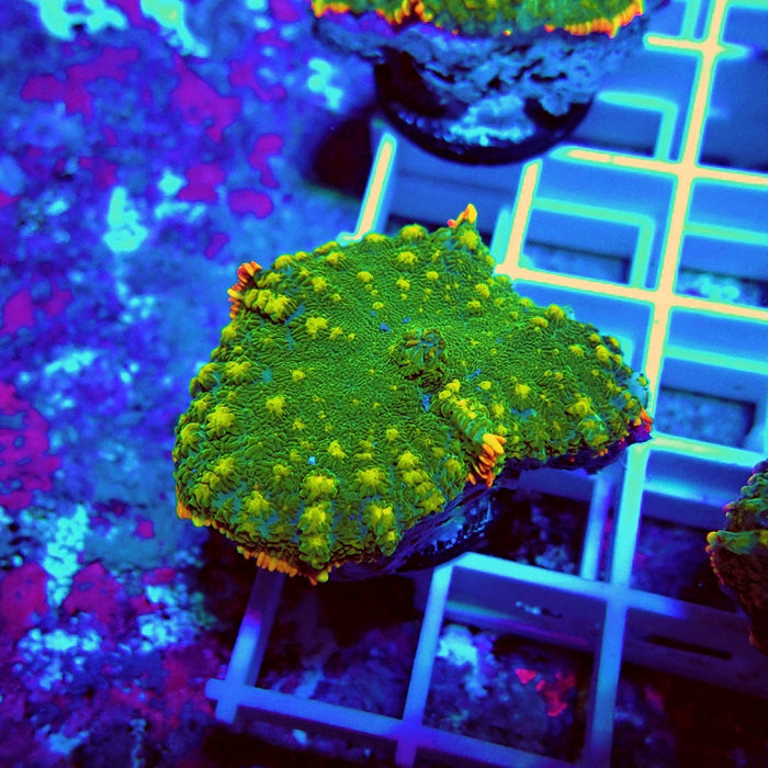 Premium Beauty Rhodactis