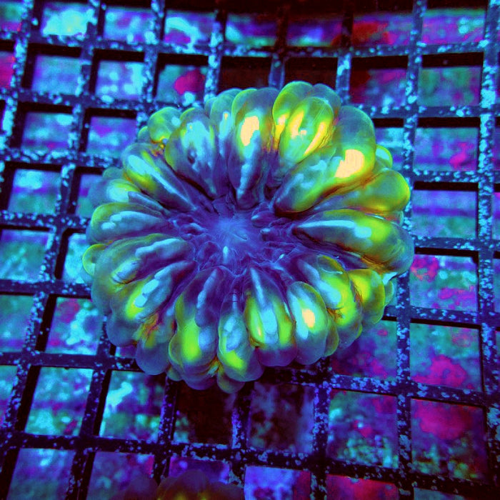 Cynarina Coral