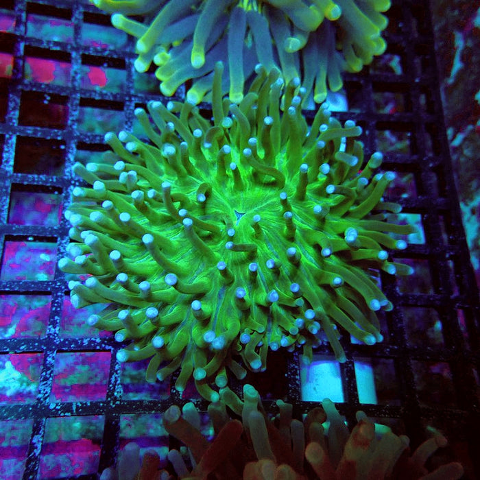 Heliofungia Green Plate Coral