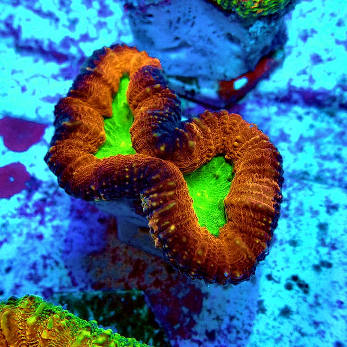 Lobophyllia Tricolori Super Contrast Coral