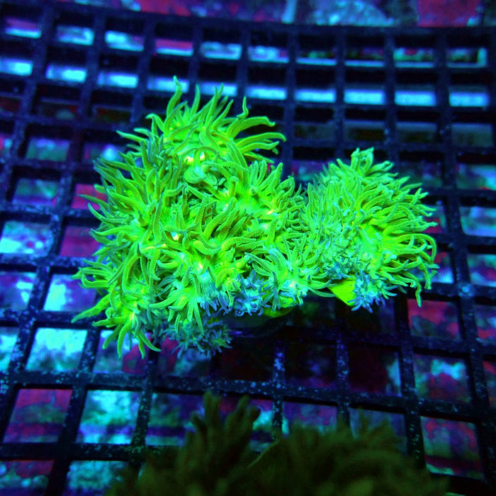 Duncan Coral Colony