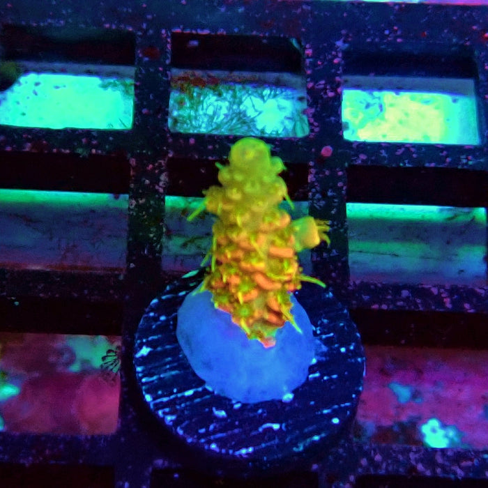 REx Crazy Orange Mille Acro
