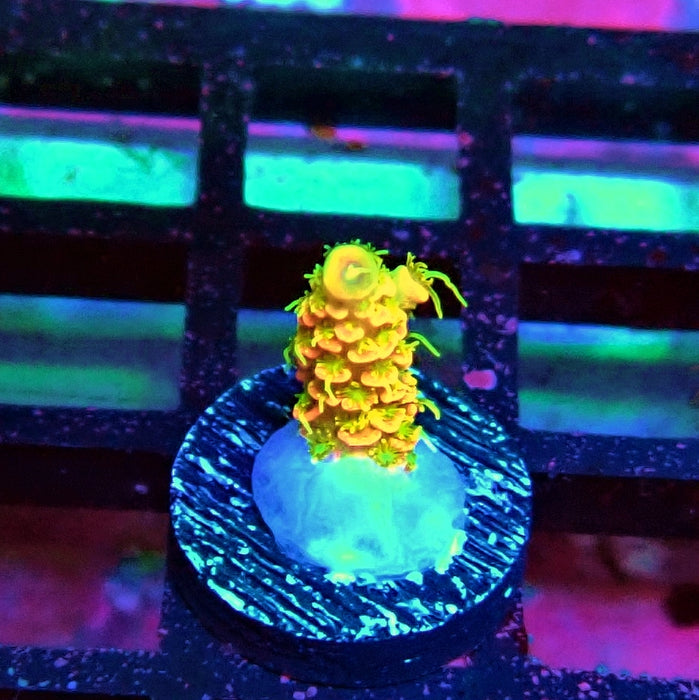 REx Crazy Orange Mille Acro